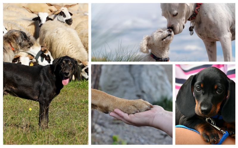 Lee más sobre el artículo ¿Qué hubiera pasado si los perros no se hubieran domesticado y convertido en mascotas?